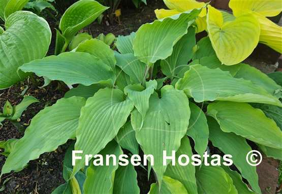 Hosta Number Nine 